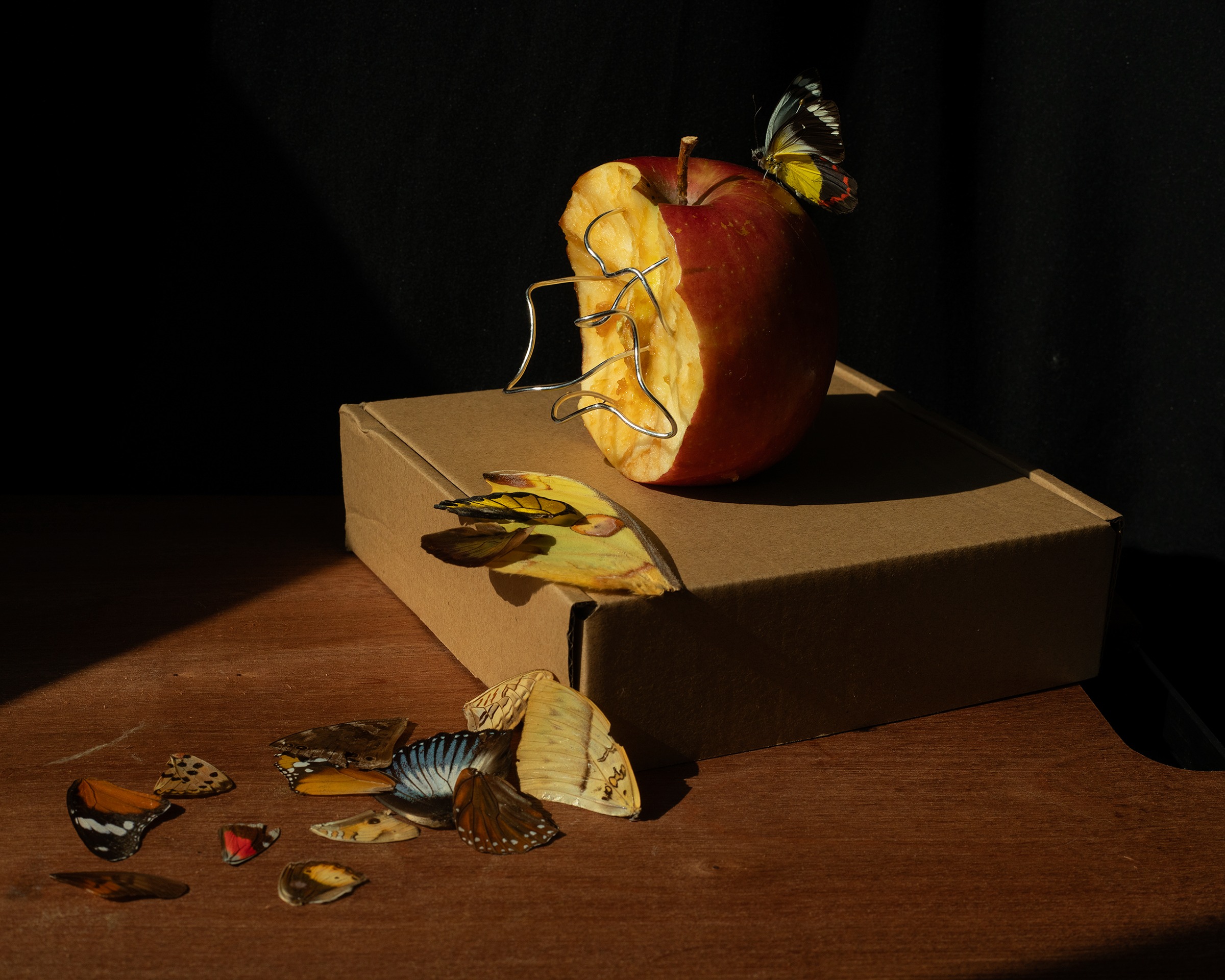 An apple held together with metal forms, surrounded by butterfly wings on a cardboard box.