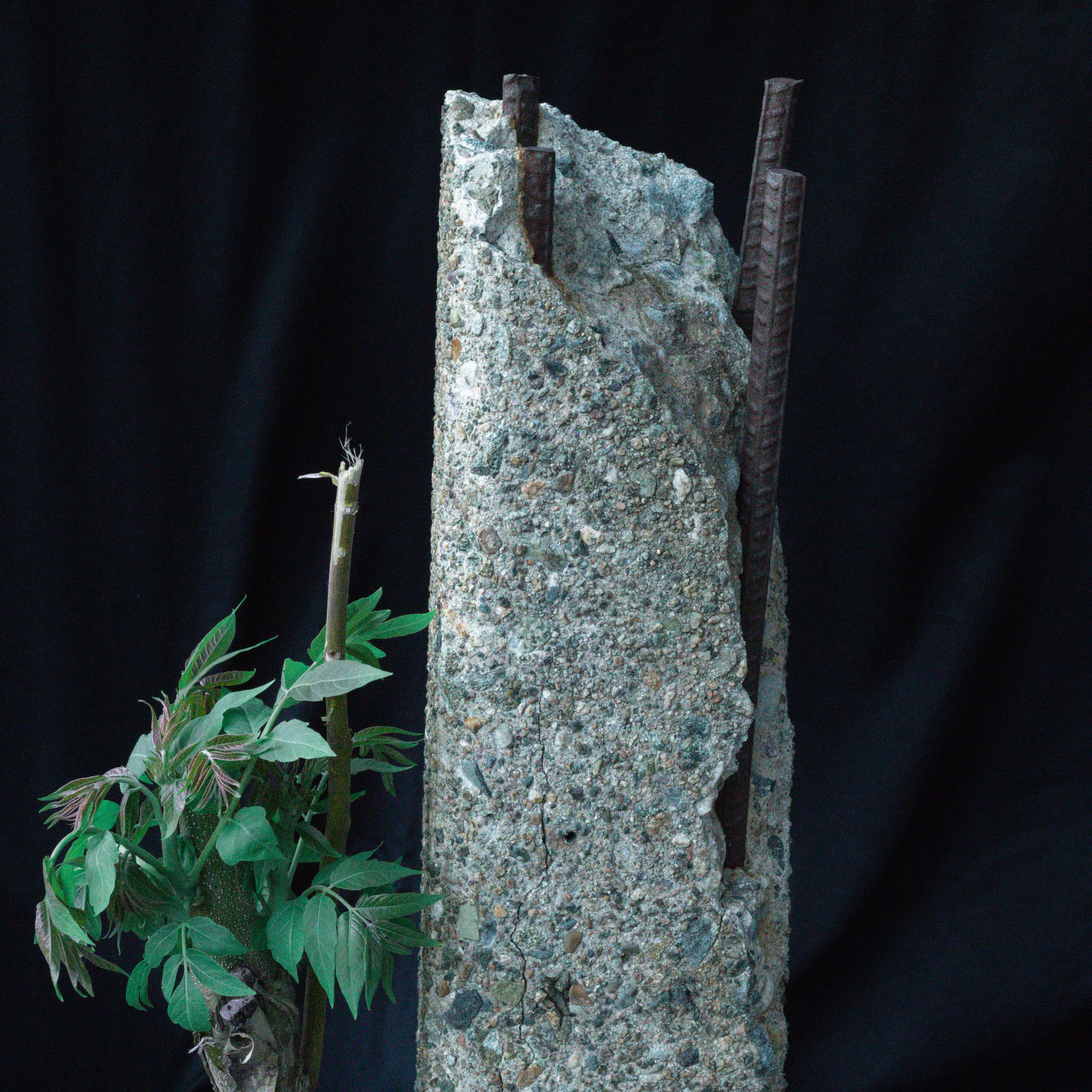 A fractured concrete column beside a living plant against a dark backdrop.