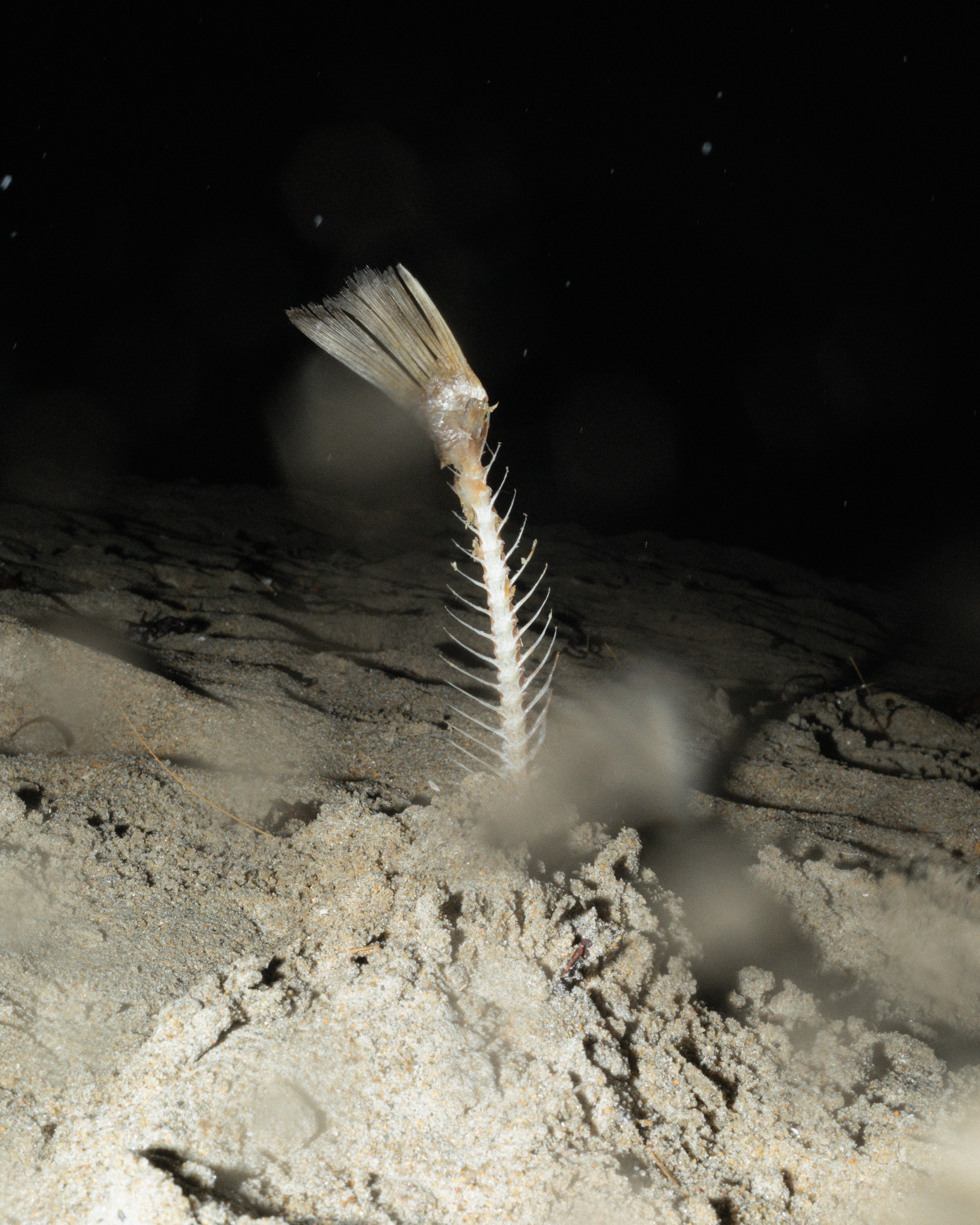 A fish skeleton standing upright in a pale granular surface.