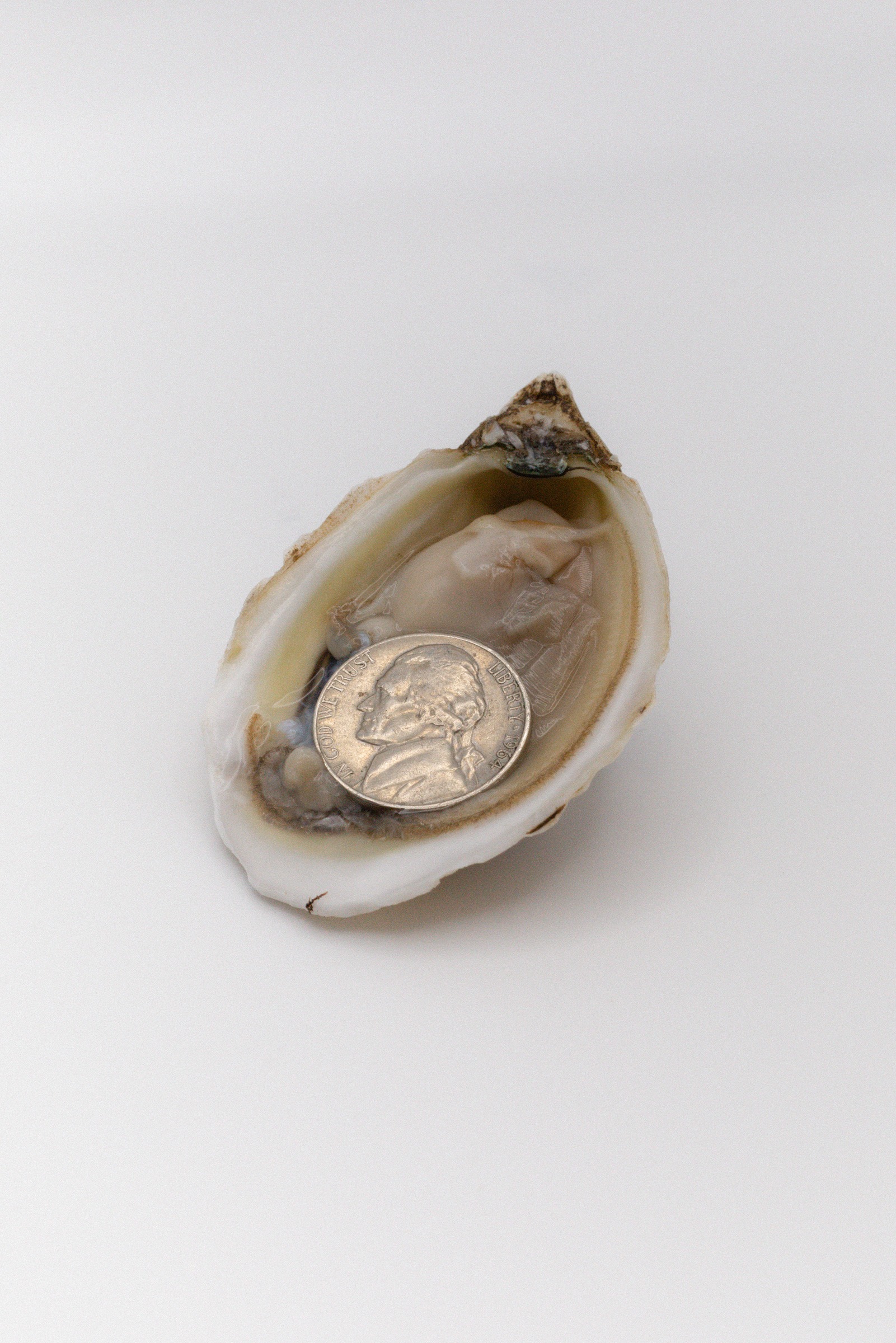 A shell holding a coin on a pale background.