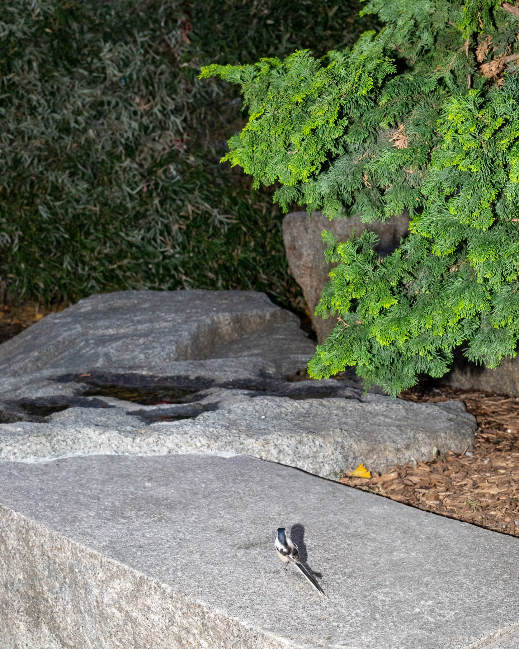 A small object on a broad rock beneath green foliage.