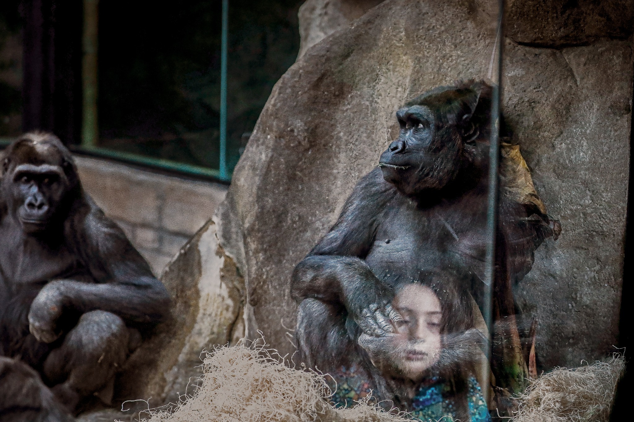 Two gorillas beside a rock face, with a visitor reflected in the glass.
