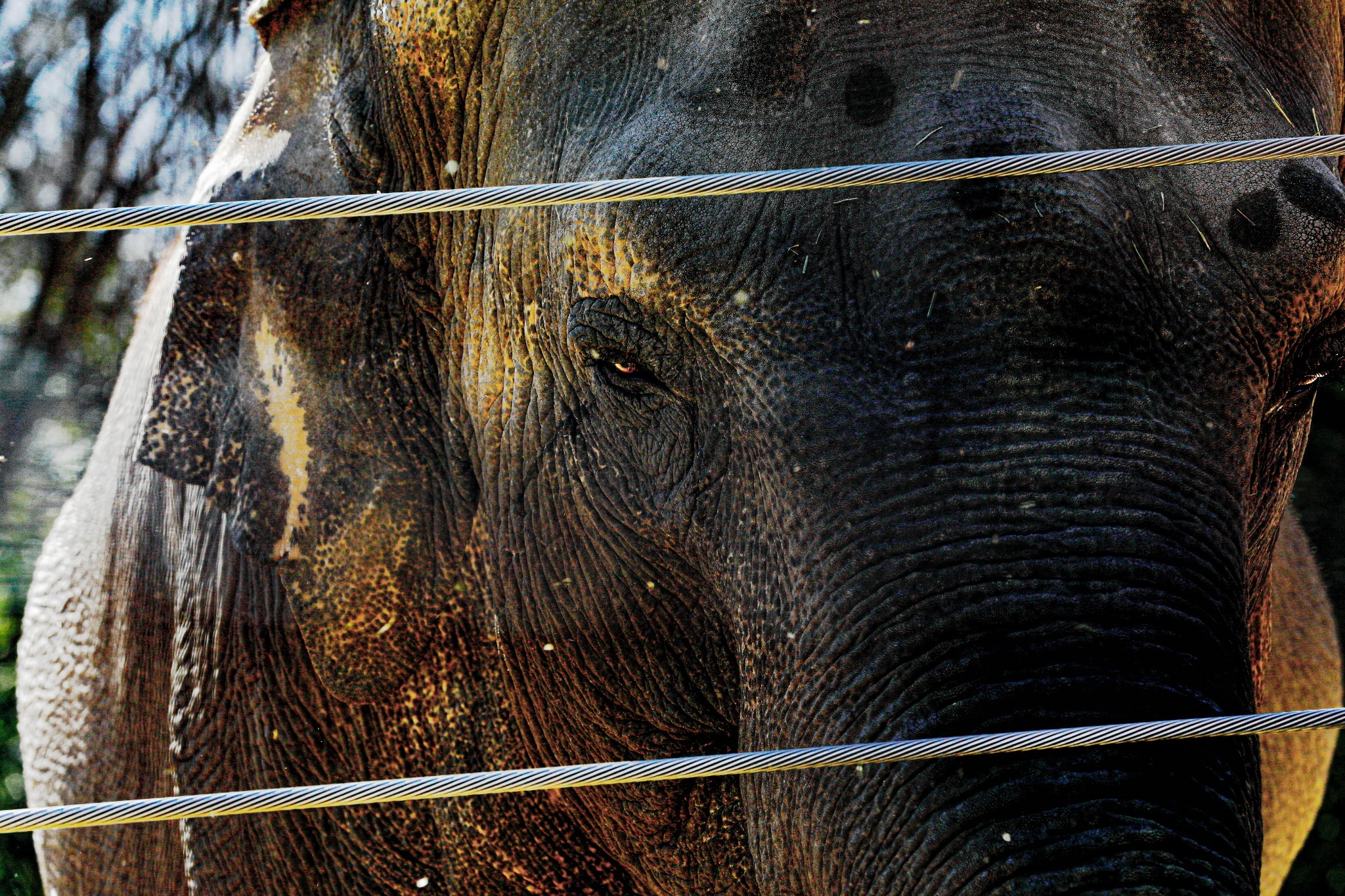 An elephant viewed closely behind horizontal cables.