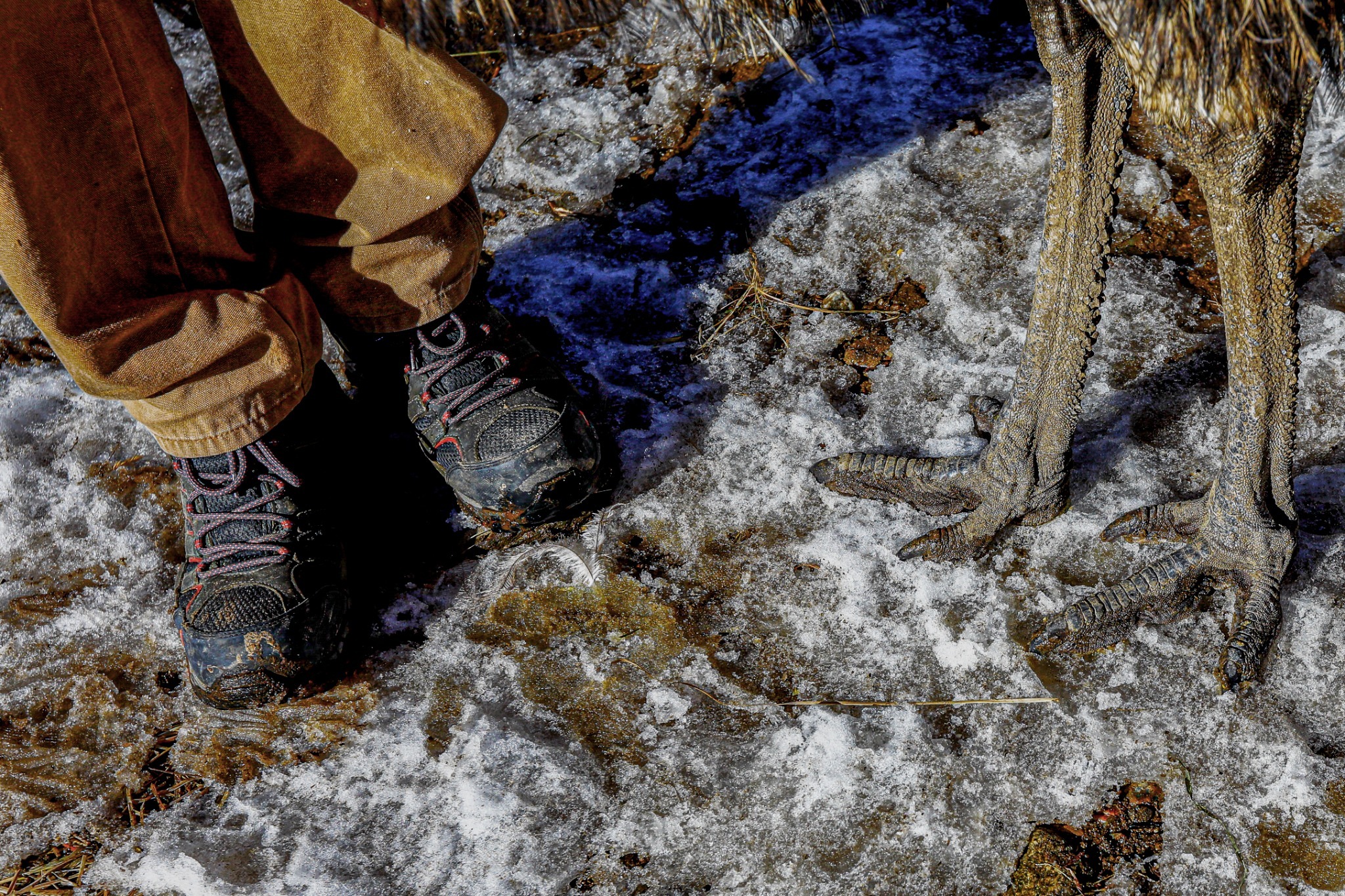A person’s boots beside an animal’s legs on snowy ground.