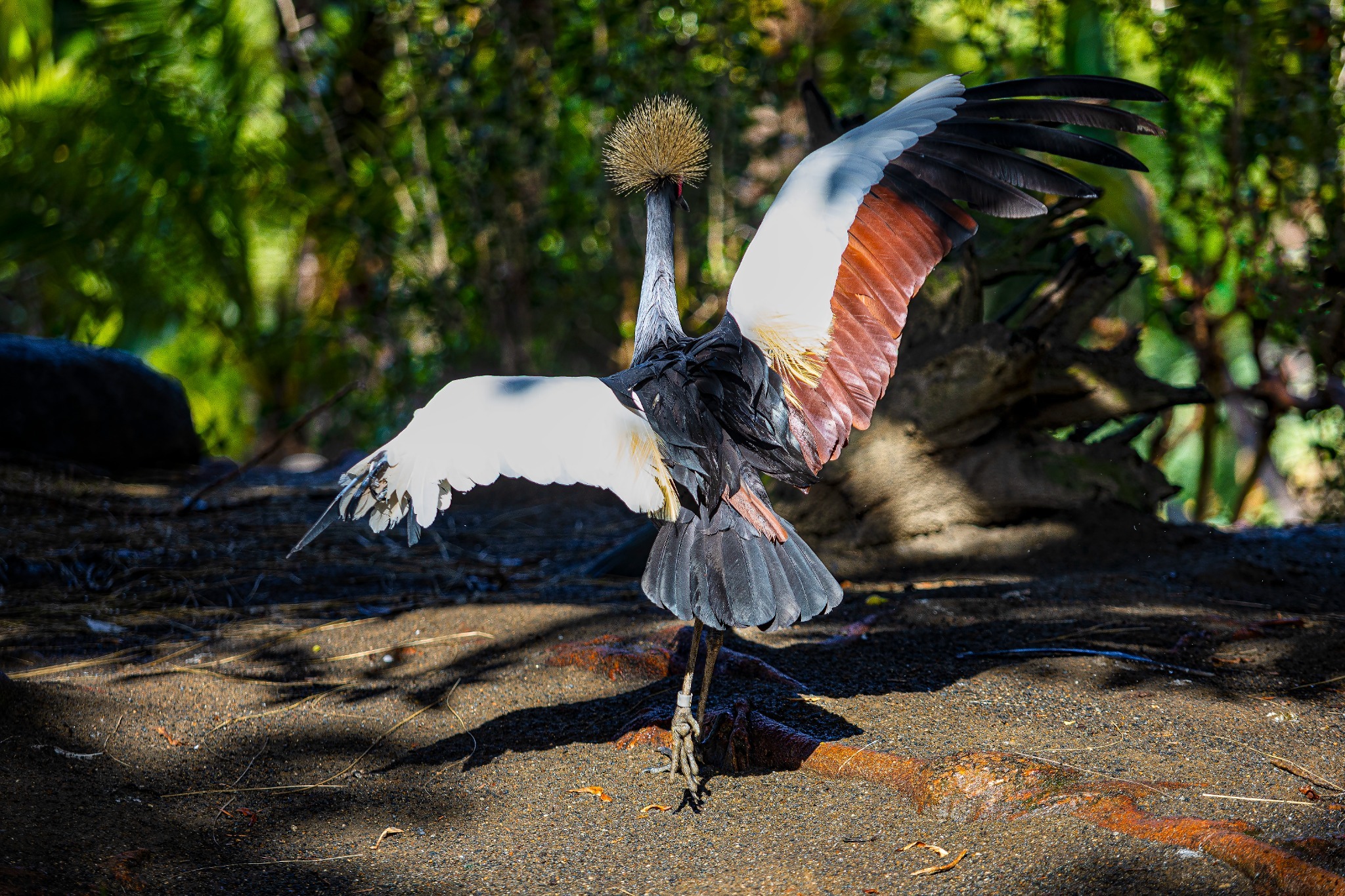 A crowned crane spreading its wings in a sunlit enclosure.