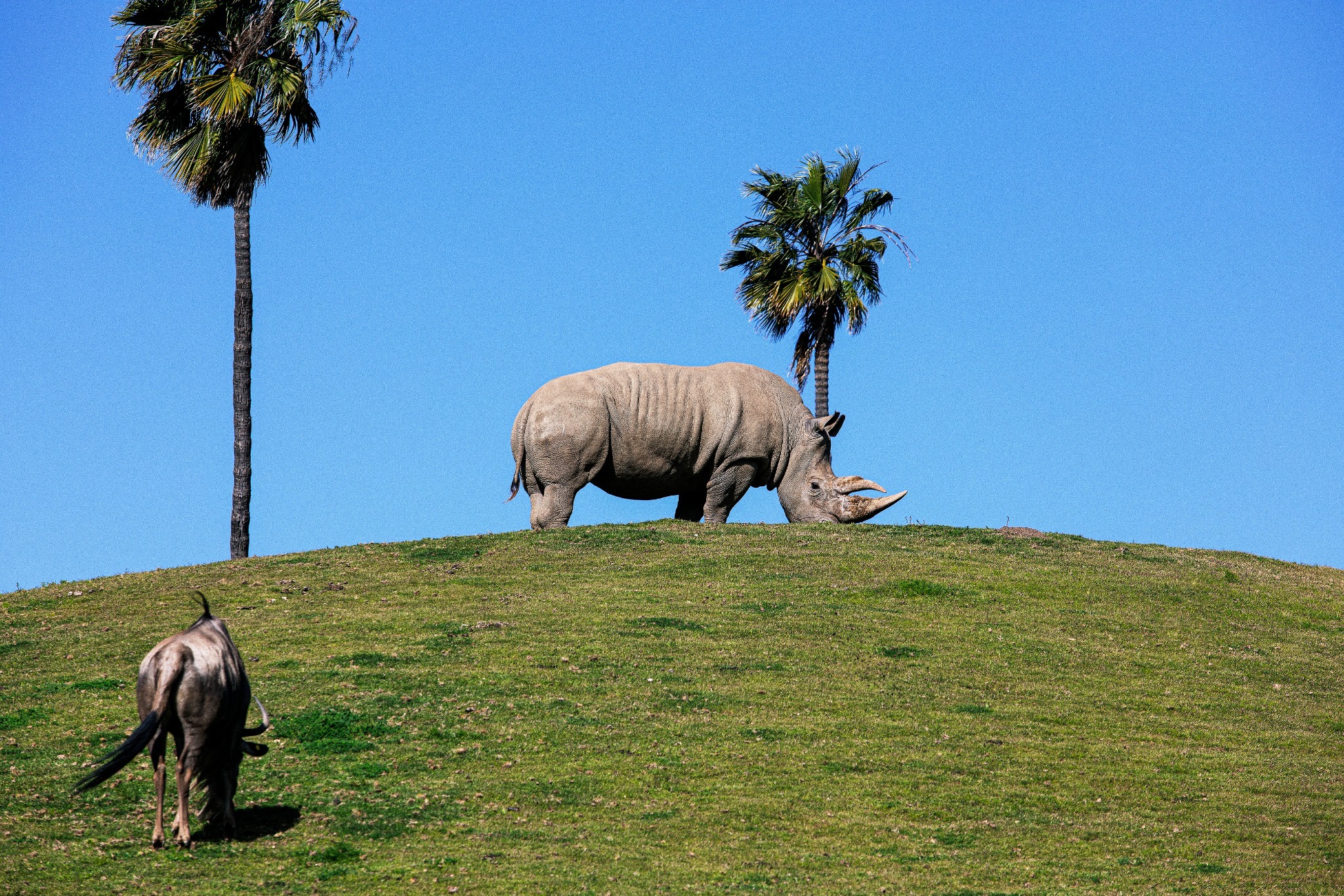 A rhinoceros and another animal on a grassy hill beneath palm trees.